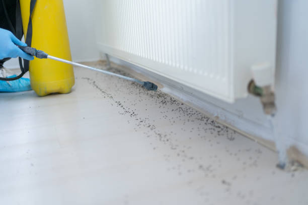 Insect Control in Fletcher, NC