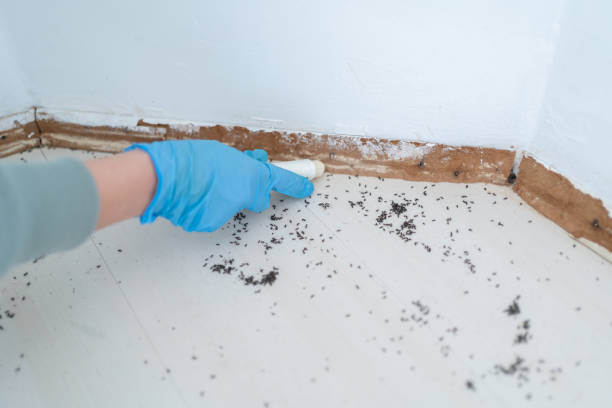 Best Termite Control Services  in Fletcher, NC